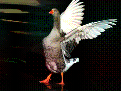 Immagine che contiene uccello, animale, piccolo, nero

Descrizione generata automaticamente